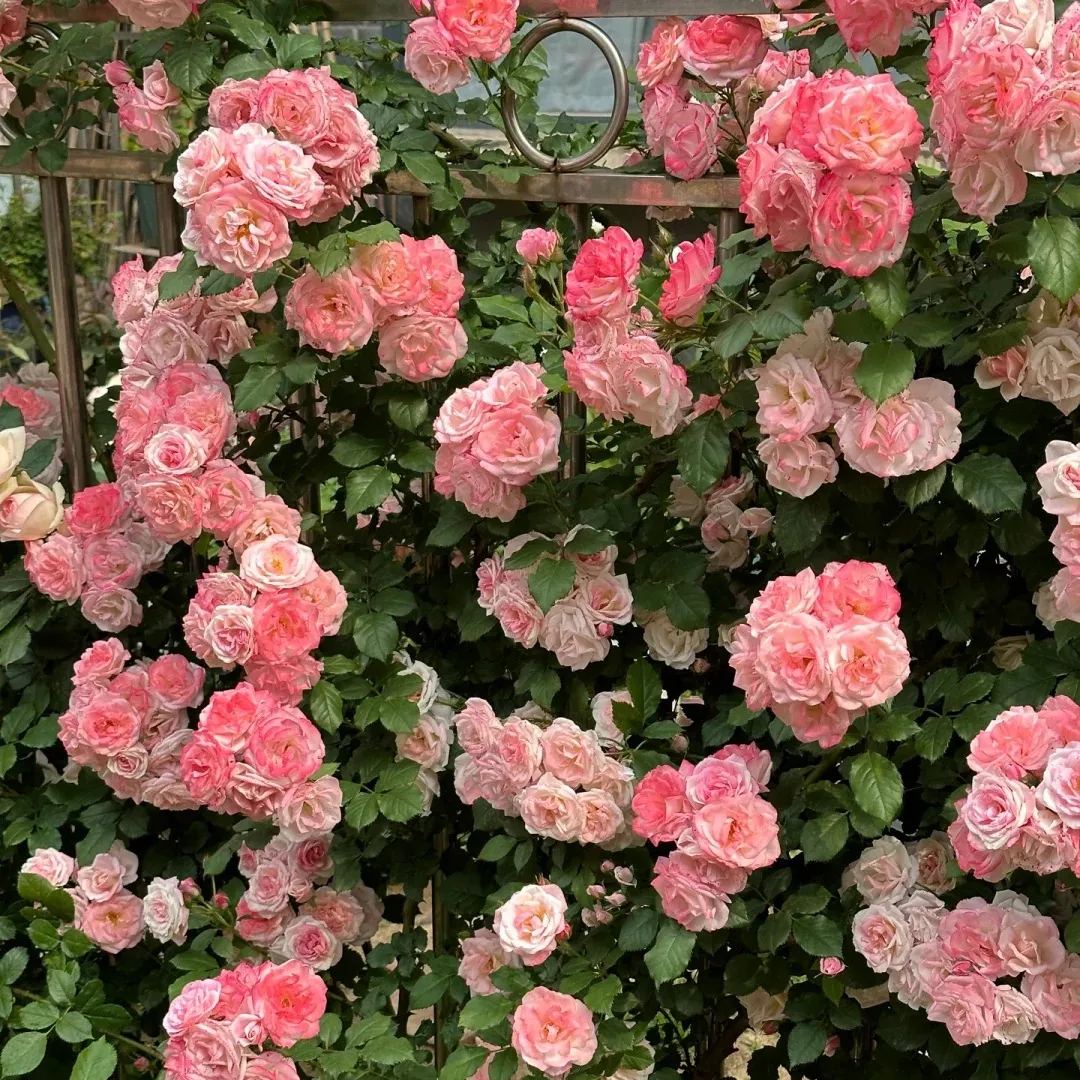 Mixed Beautiful Climbing Rose Seeds