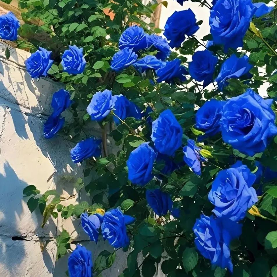 Mixed Beautiful Climbing Rose Seeds