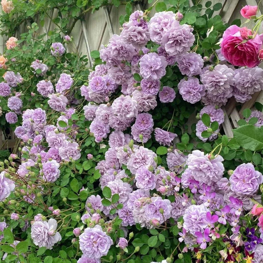 Mixed Beautiful Climbing Rose Seeds