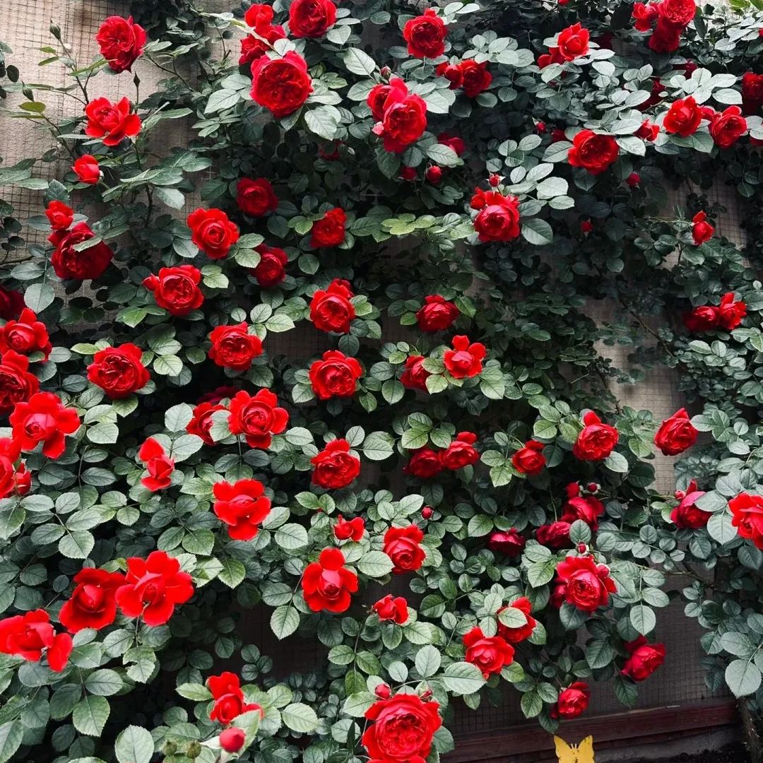 Mixed Beautiful Climbing Rose Seeds