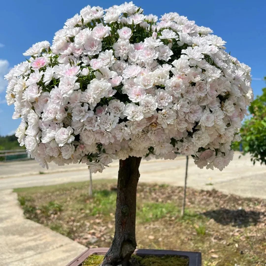 Princess Maiden Rose