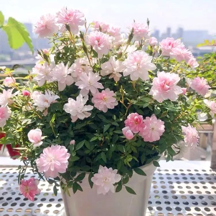 Princess Maiden Rose