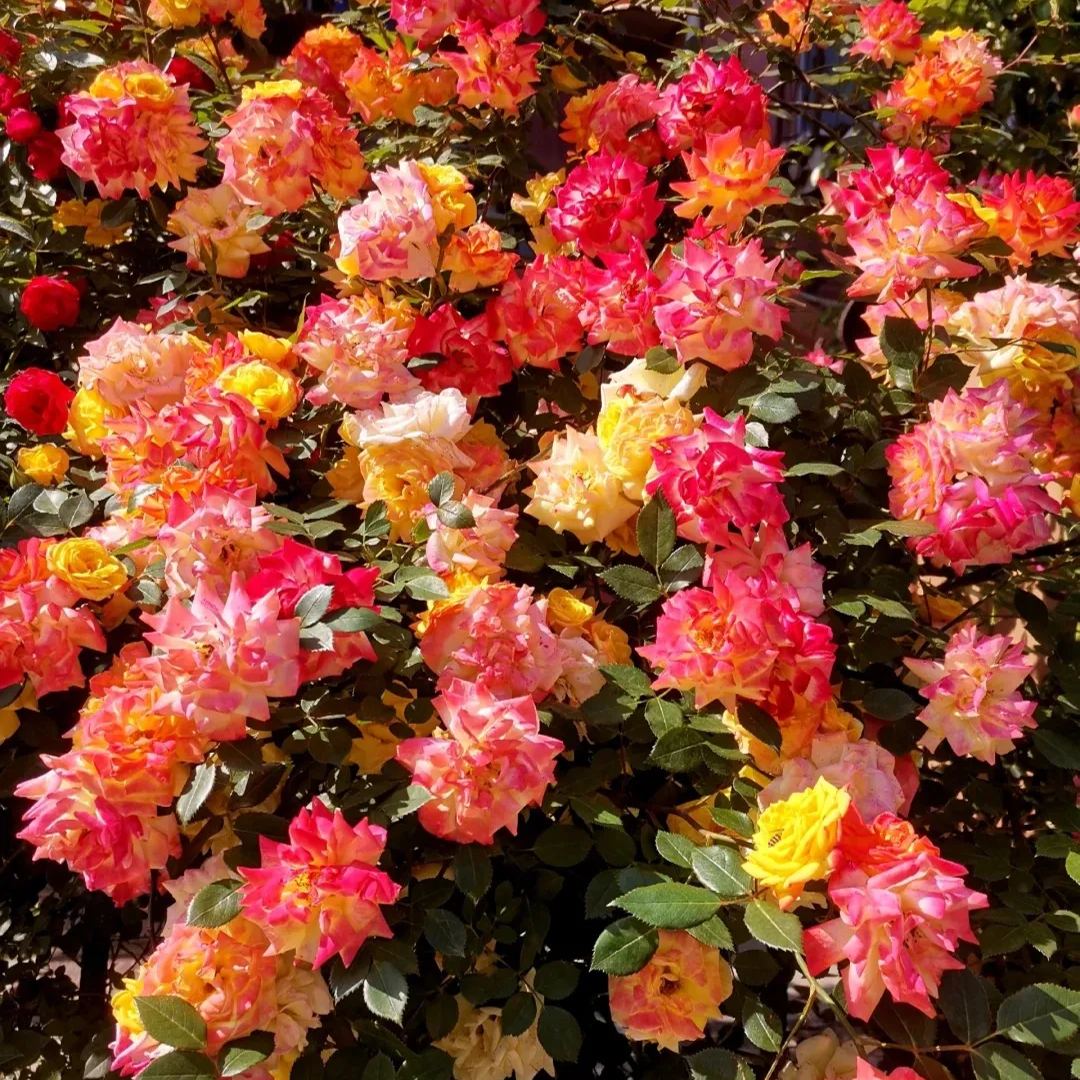 Mixed Beautiful Climbing Rose Seeds