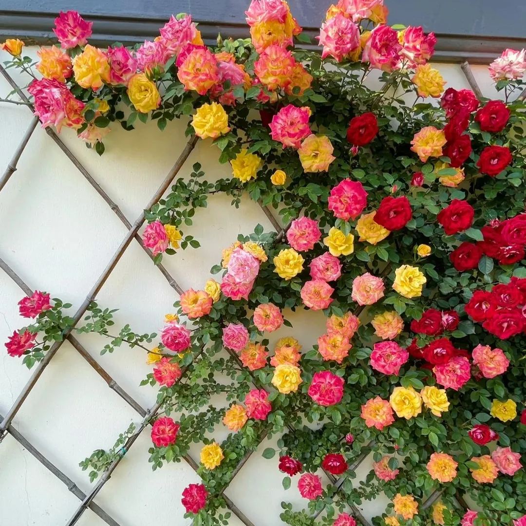 Mixed Beautiful Climbing Rose Seeds
