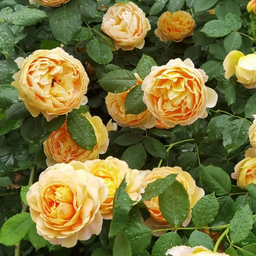 Mixed Beautiful Climbing Rose Seeds
