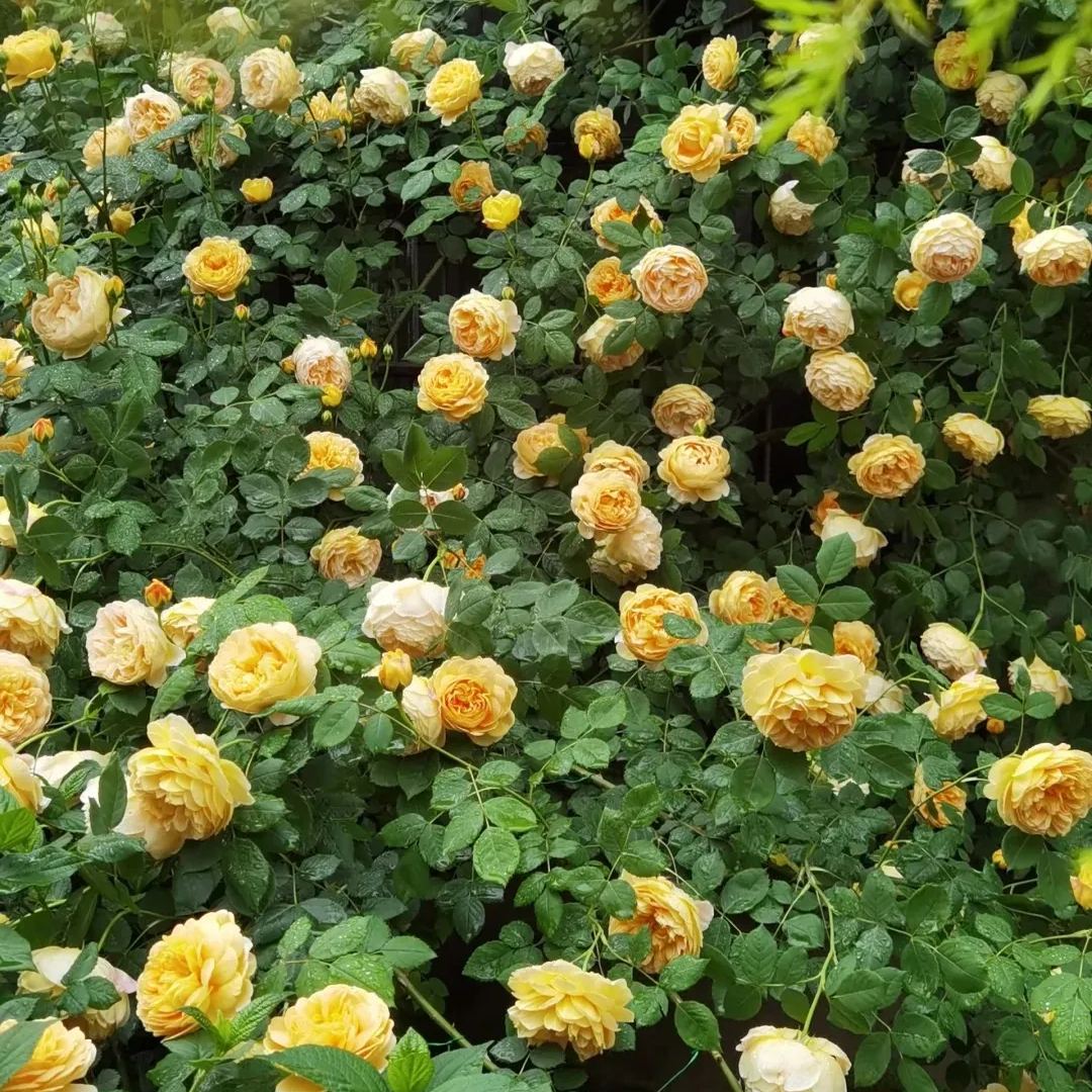 Mixed Beautiful Climbing Rose Seeds