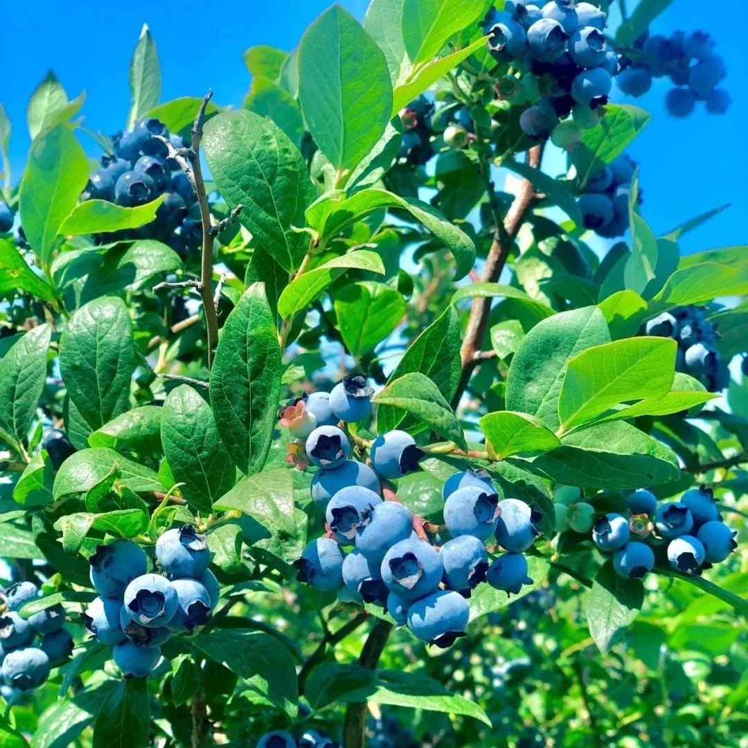 Giant Blueberries Seeds