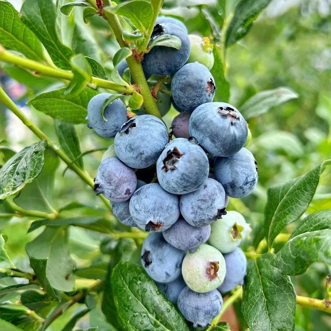 Giant Blueberries Seeds