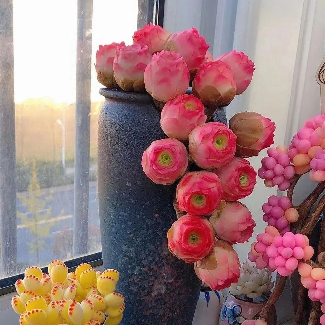 Bergrosensamen – Seltene Sukkulenten – Erhältlich in drei Farben