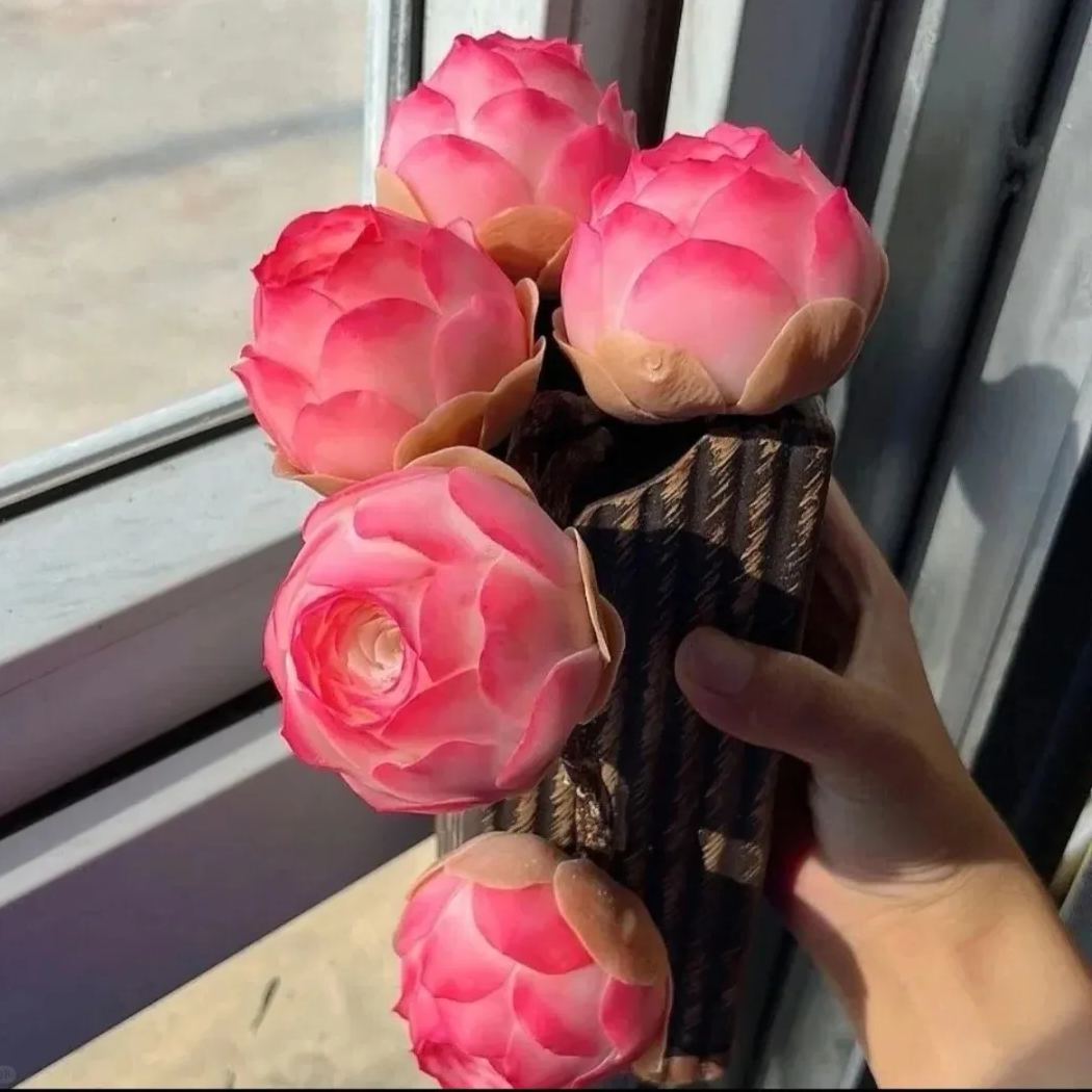 Bergrosensamen – Seltene Sukkulenten – Erhältlich in drei Farben