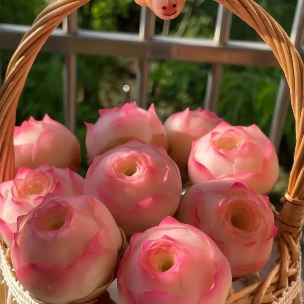 Bergrosensamen – Seltene Sukkulenten – Erhältlich in drei Farben