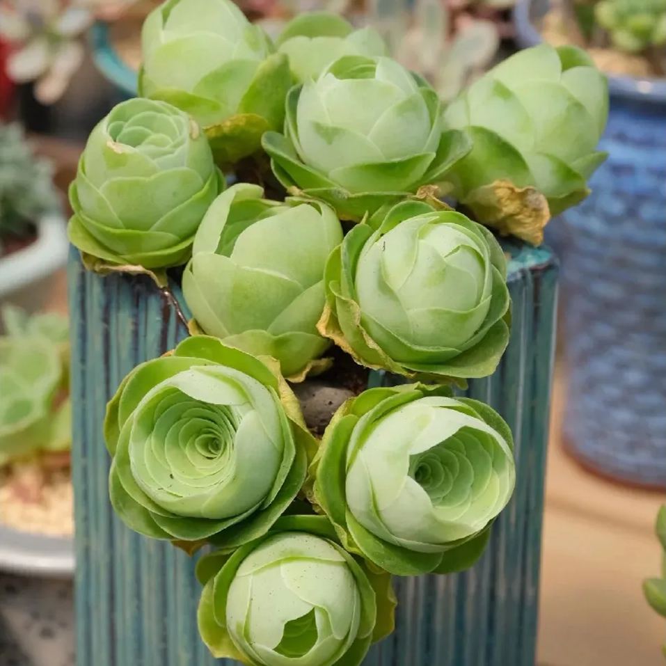 Bergrosensamen – Seltene Sukkulenten – Erhältlich in drei Farben