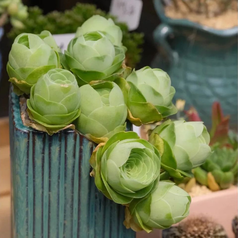 Bergrosensamen – Seltene Sukkulenten – Erhältlich in drei Farben