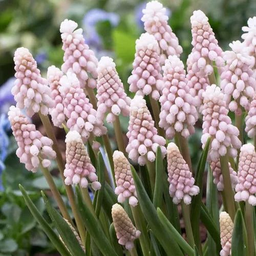 Grape Hyacinth Bulbs