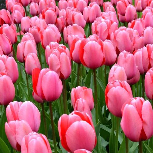 🌷 Classic Tulip Bulbs