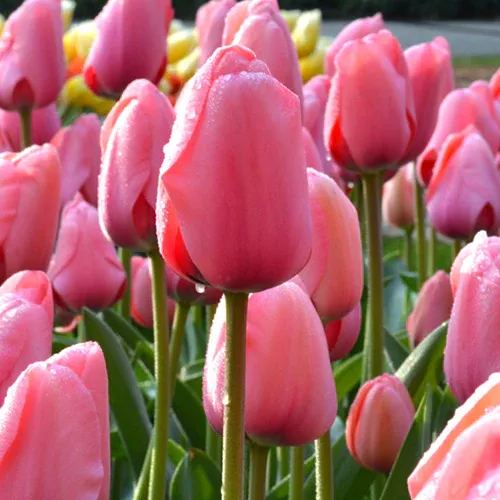 🌷 Classic Tulip Bulbs