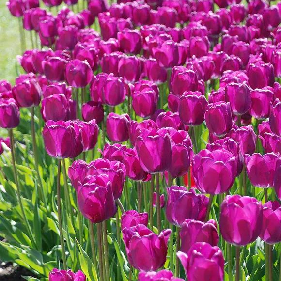 🌷 Classic Tulip Bulbs