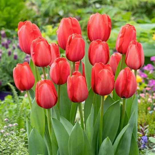 🌷 Classic Tulip Bulbs