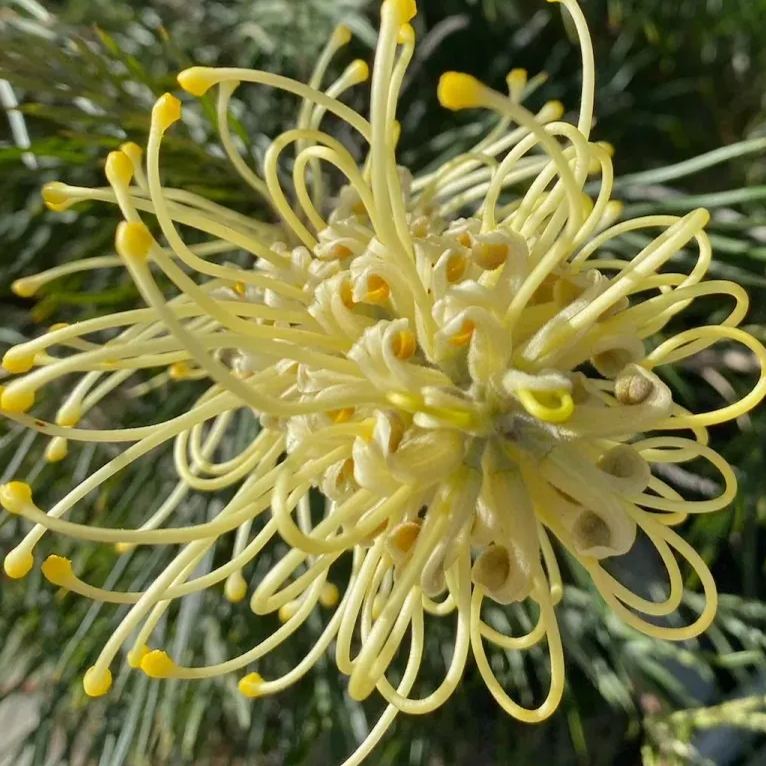 Grevillea