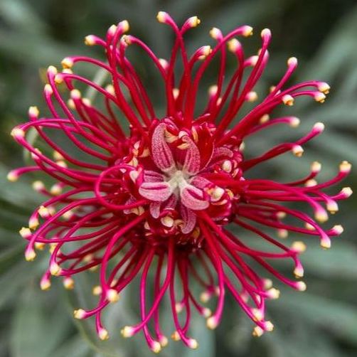 Beautiful Spider Flower Seeds - Grevillea sp.