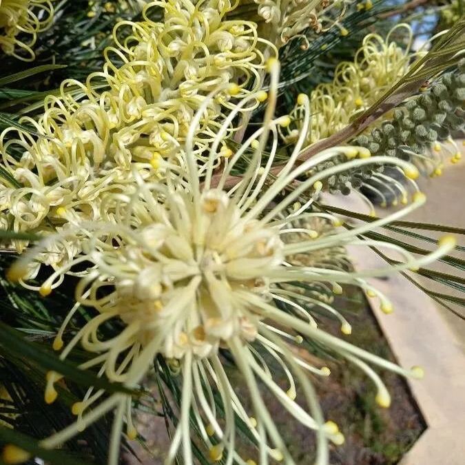 Beautiful Spider Flower Seeds - Grevillea sp.
