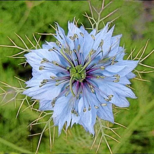 Rare Love-in-a-Mist Seeds, Nigella Sativa Seeds