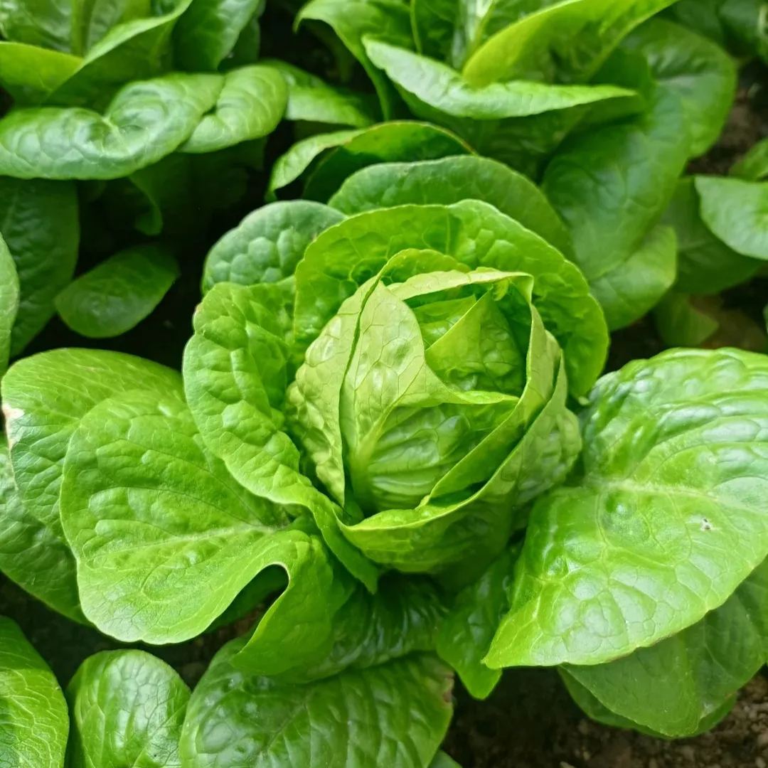 All Year Round Butter Lettuce Seeds