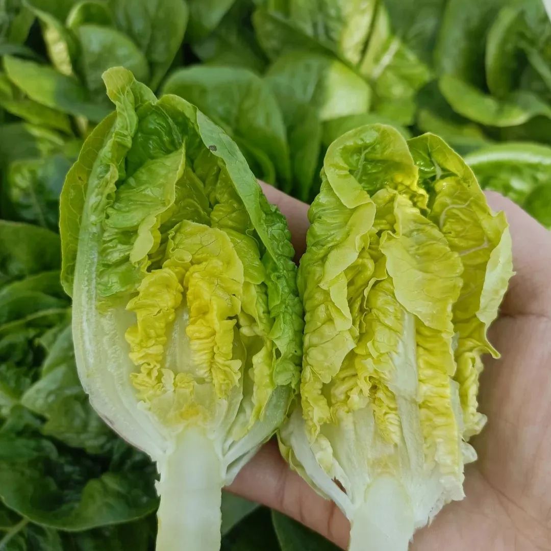 All Year Round Butter Lettuce Seeds
