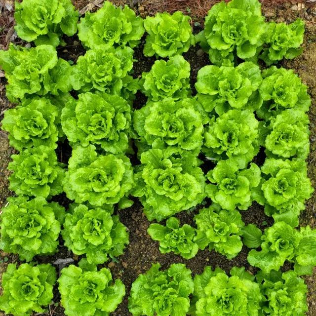 All Year Round Butter Lettuce Seeds