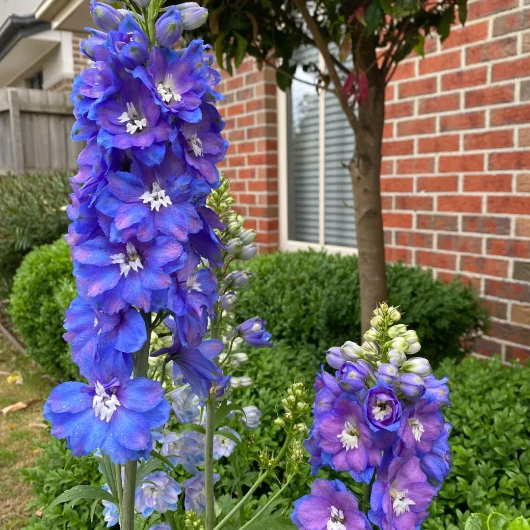 Aurora Delphinium Seeds☪️