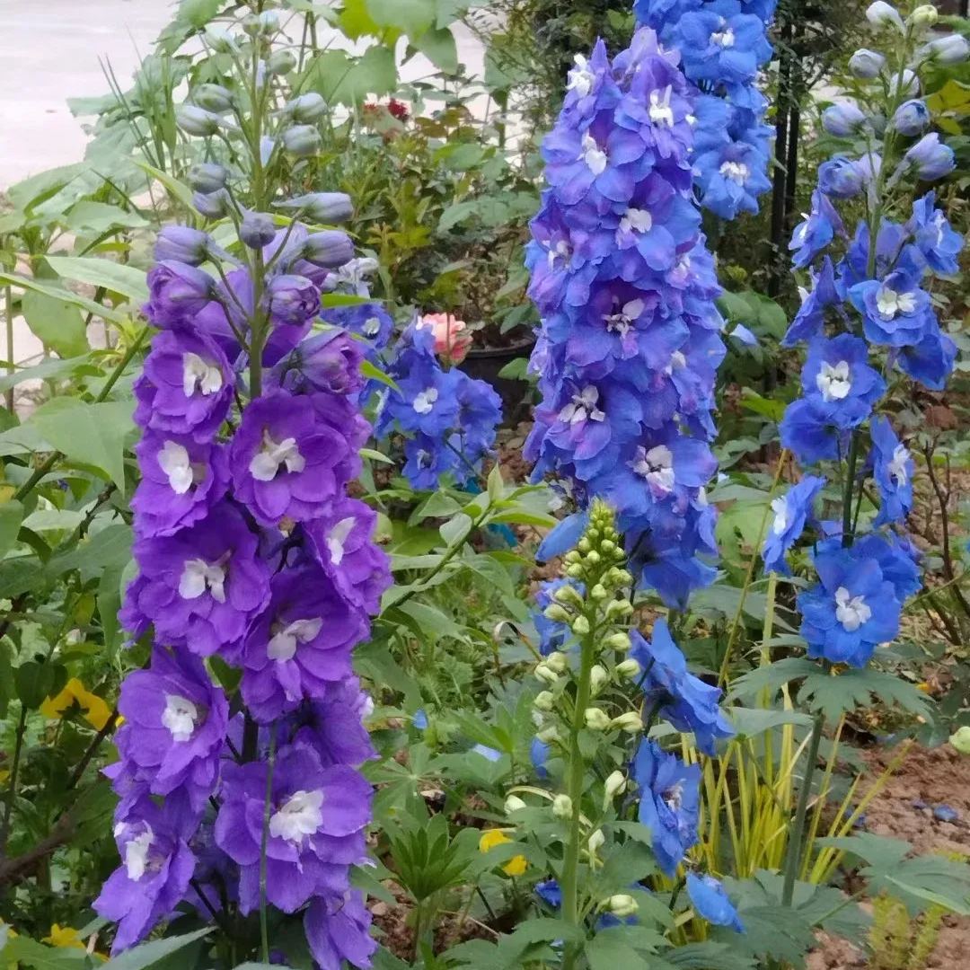 Aurora Delphinium Seeds☪️