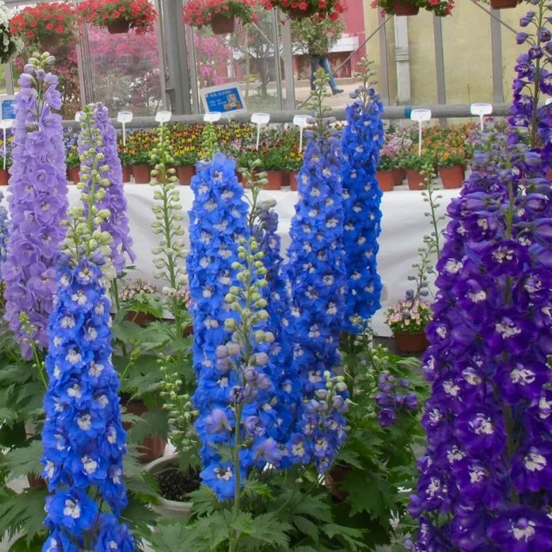 Aurora Delphinium Seeds☪️