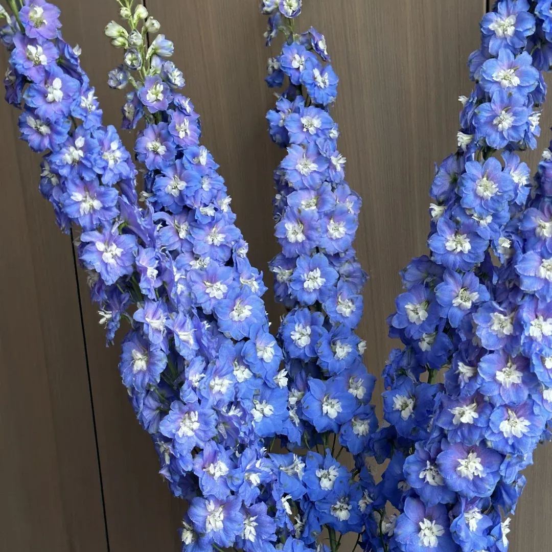 Aurora Delphinium Seeds☪️
