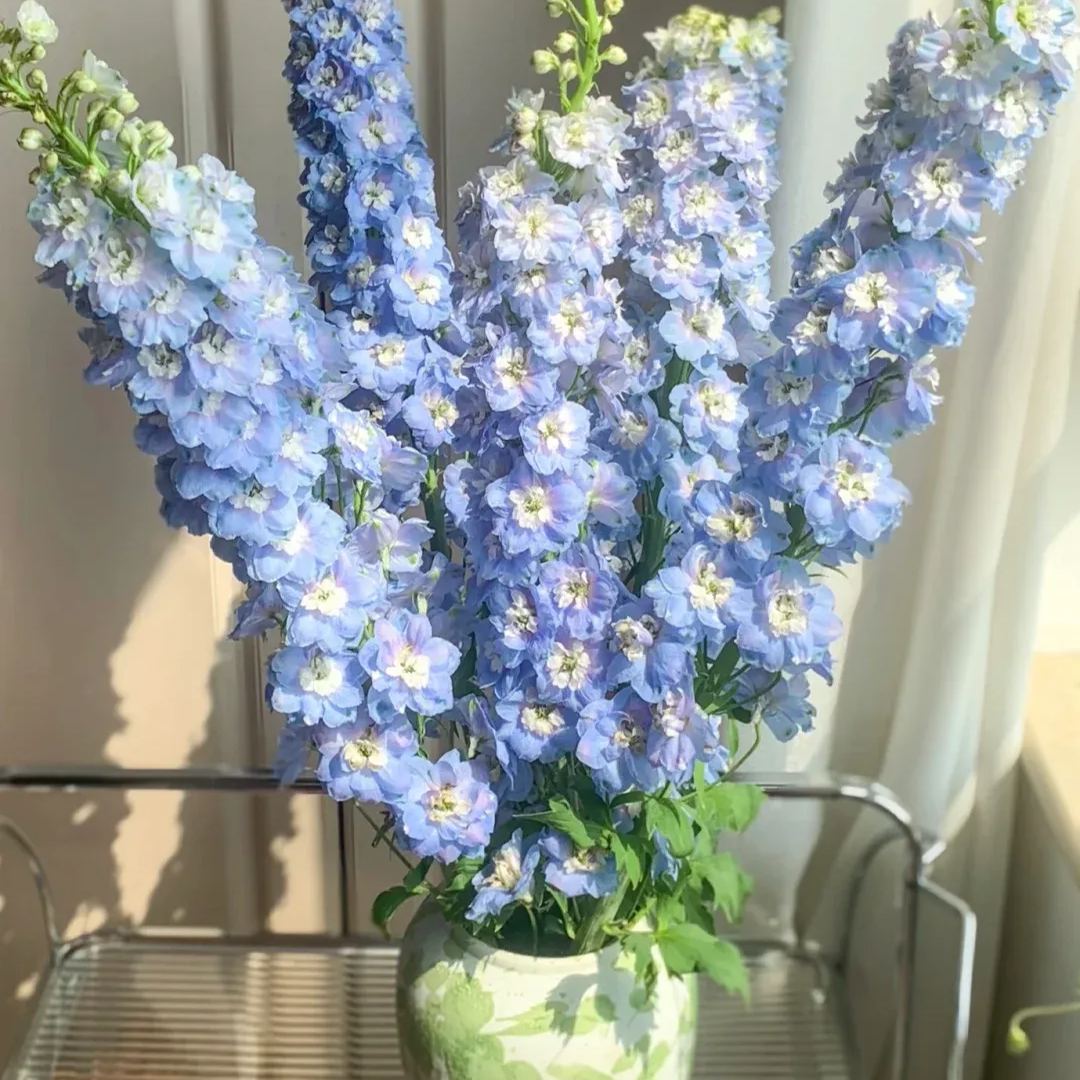 Aurora Delphinium Seeds☪️