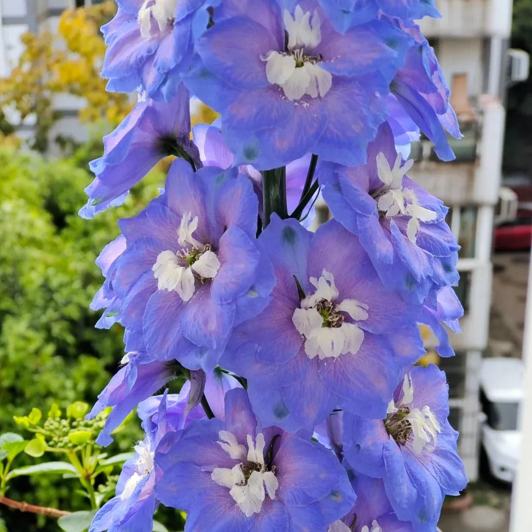 Aurora Delphinium Seeds☪️