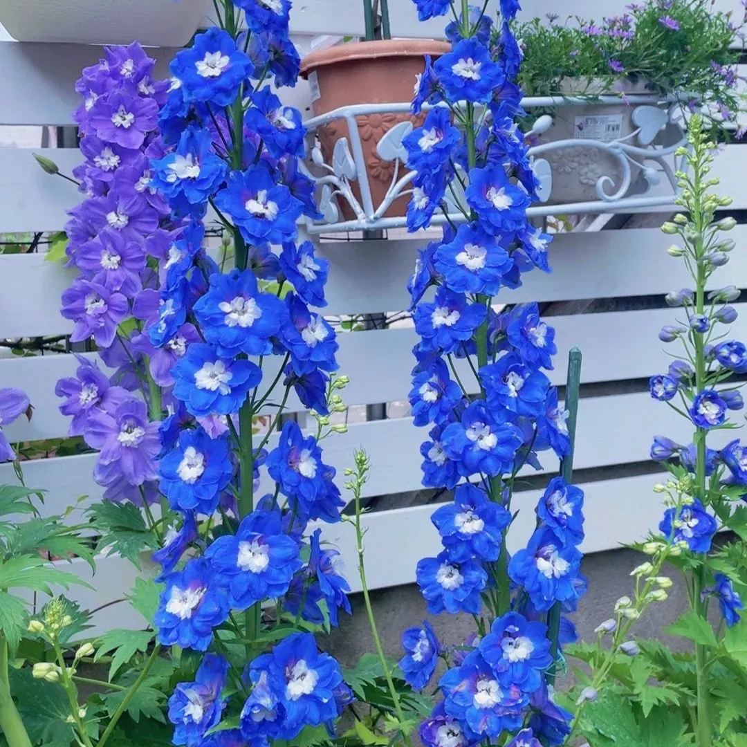 Aurora Delphinium Seeds☪️