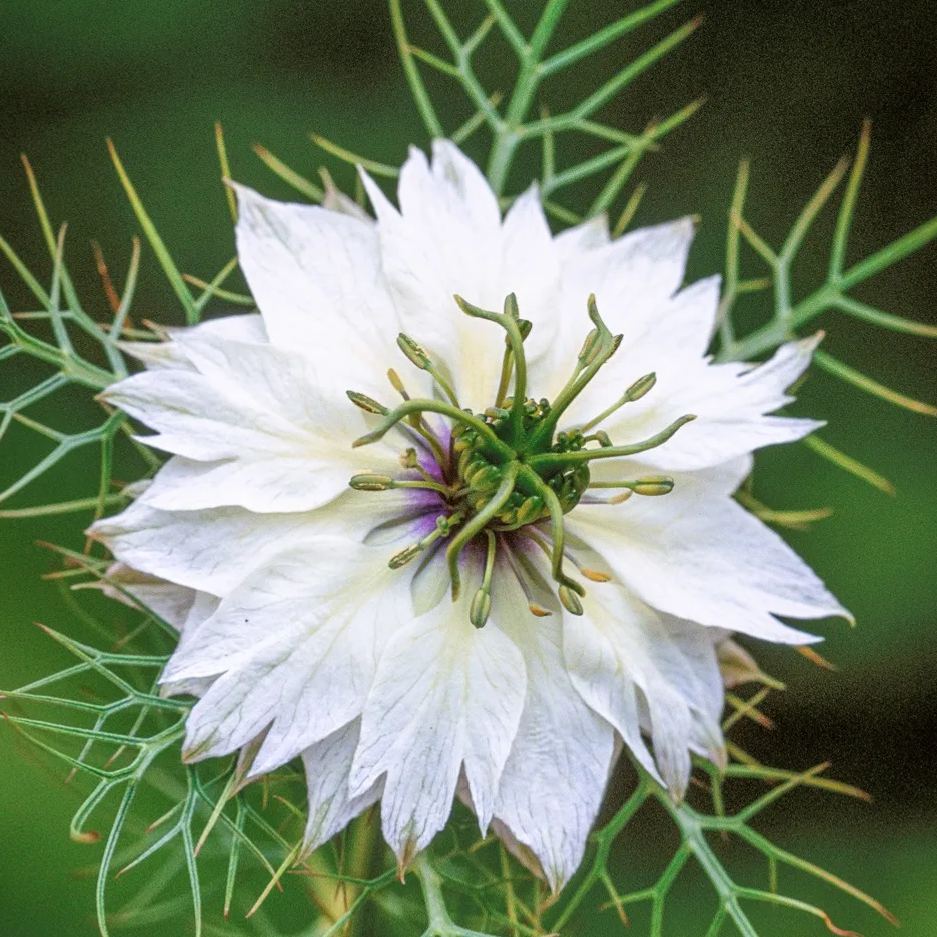 Rare Love-in-a-Mist Seeds, Nigella Sativa Seeds