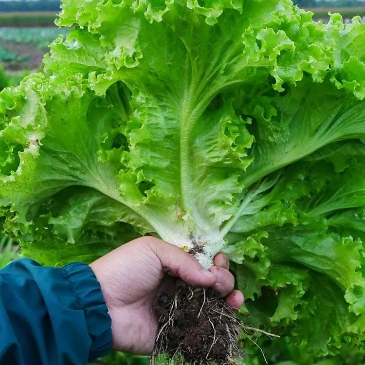 Italienische Salatsamen
