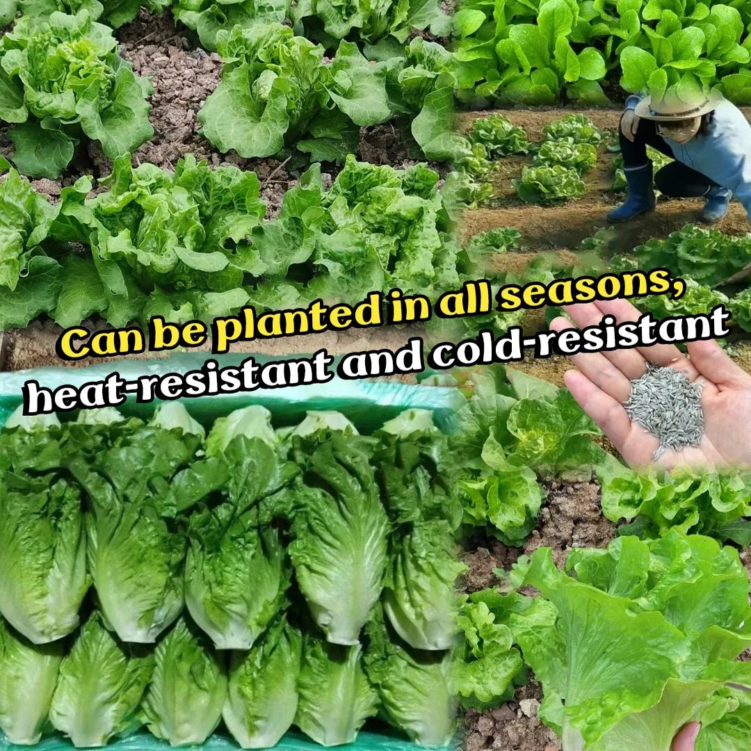 🥬Italian all-season lettuce seeds🥗The perfect choice for fresh and healthy meals