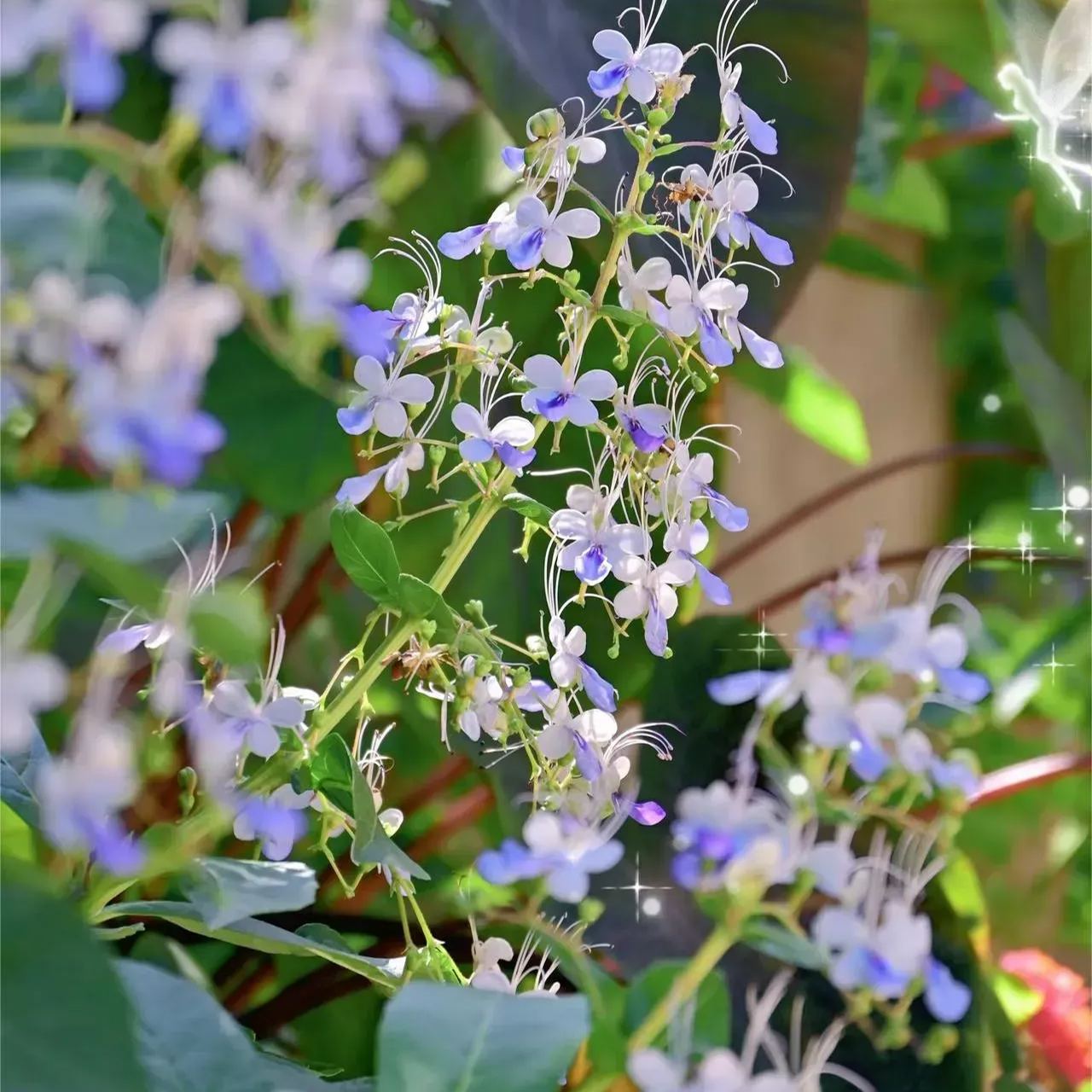💙🦋Blue Butterfly Flower Seeds