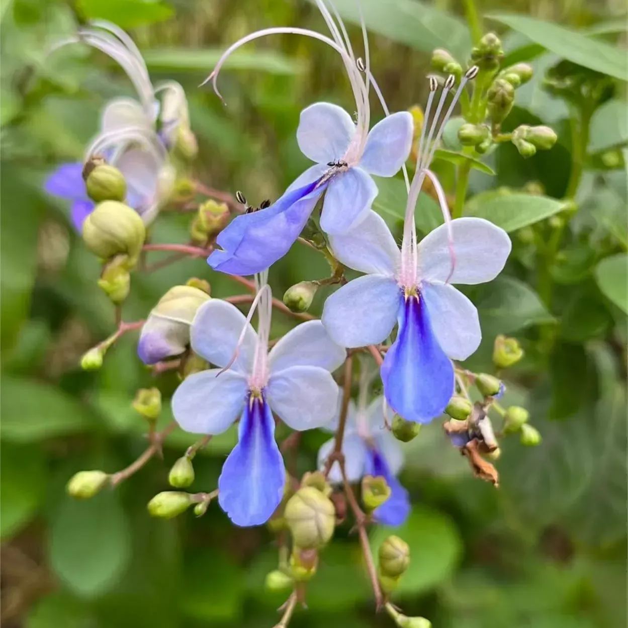💙🦋Blue Butterfly Flower Seeds