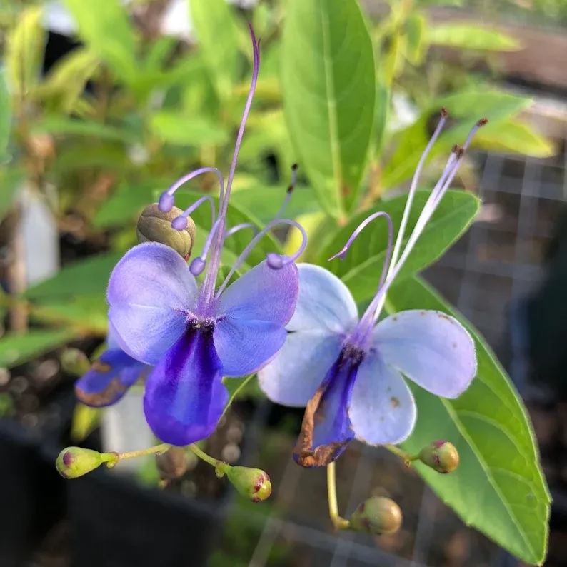 💙🦋Blue Butterfly Flower Seeds