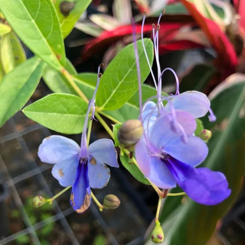 💙🦋Blue Butterfly Flower Seeds