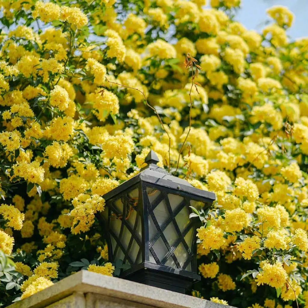 Lady Banks' Rose (Rosa banksiae)