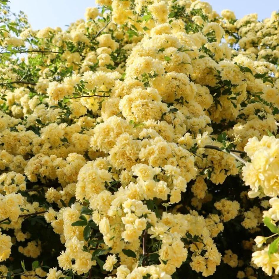 Lady Banks' Rose (Rosa banksiae)