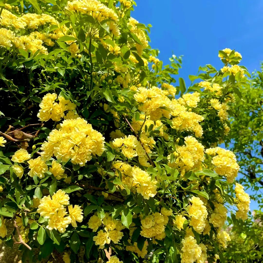 Lady Banks' Rose (Rosa banksiae)