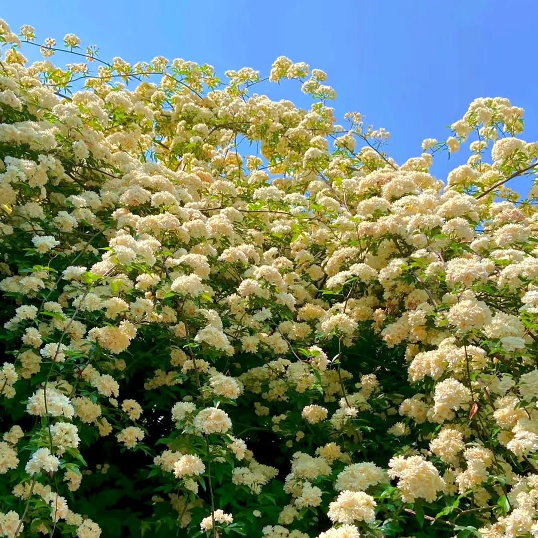 Lady Banks' Rose (Rosa banksiae)