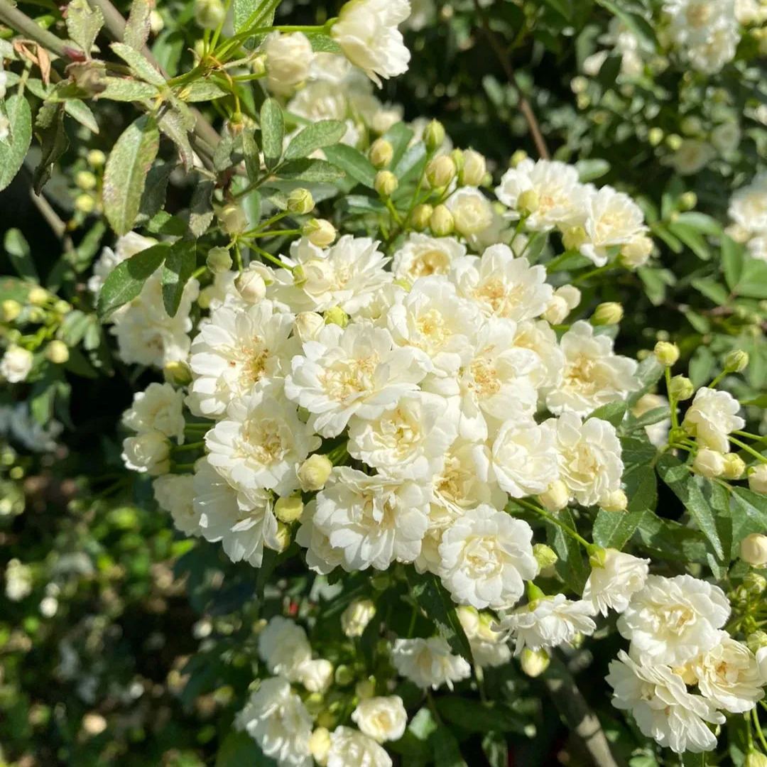 Lady Banks' Rose (Rosa banksiae)