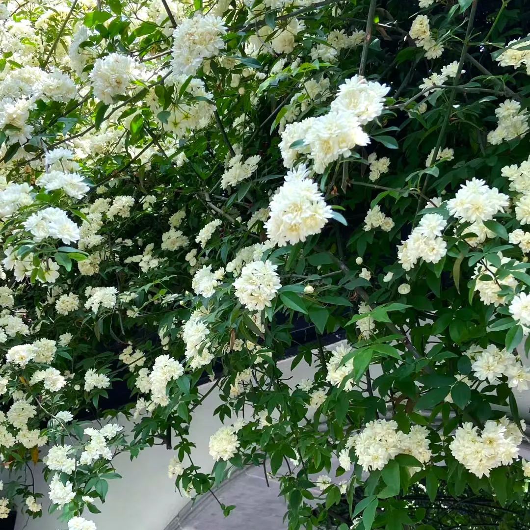 Lady Banks' Rose (Rosa banksiae)