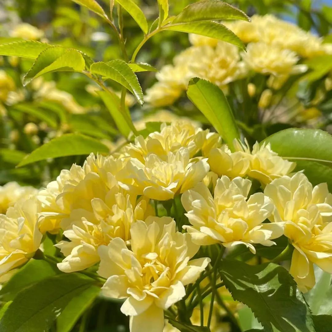 Lady Banks' Rose (Rosa banksiae)